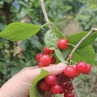 cherry-detection project thumbnail