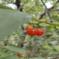 cherry-Semantic  project thumbnail