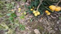 loquat project thumbnail
