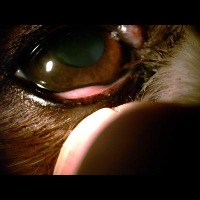 dog_disease_6 project thumbnail