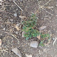 weed detection project thumbnail