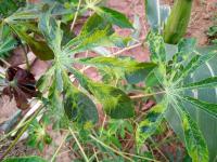 cassava leaf project thumbnail