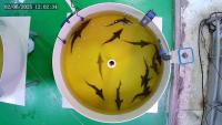 Sturgeon segmentation project thumbnail