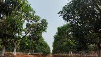 tree identication using CNN project thumbnail