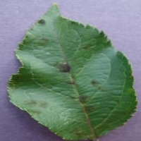 Plant Disease project thumbnail