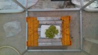 Lettuce stage growth lugano project thumbnail
