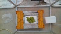 Lettuce stage growth stat project thumbnail