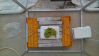 Lettuce stage growth project thumbnail