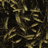Wheat project thumbnail
