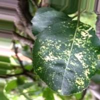 Apple Leaf project thumbnail