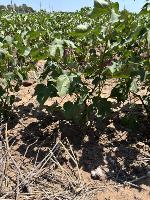 Cotton stems/base project thumbnail