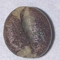 Coffee bean Segregation project thumbnail
