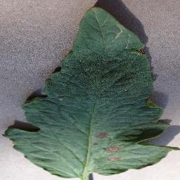 1015 Classification Model by l