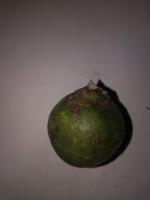 arecanut-defects project thumbnail
