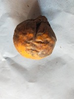 arecanut defect project thumbnail