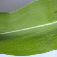 Corn Leaf Disease project thumbnail