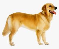 Dogs Detect project thumbnail