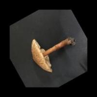 poisonous mushroom project thumbnail