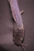 FreshwaterFishDetection project thumbnail