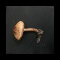 poisonous mushroom clasification project thumbnail