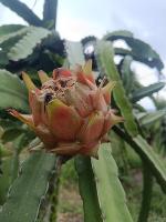 fruit-ripeness 2 project thumbnail