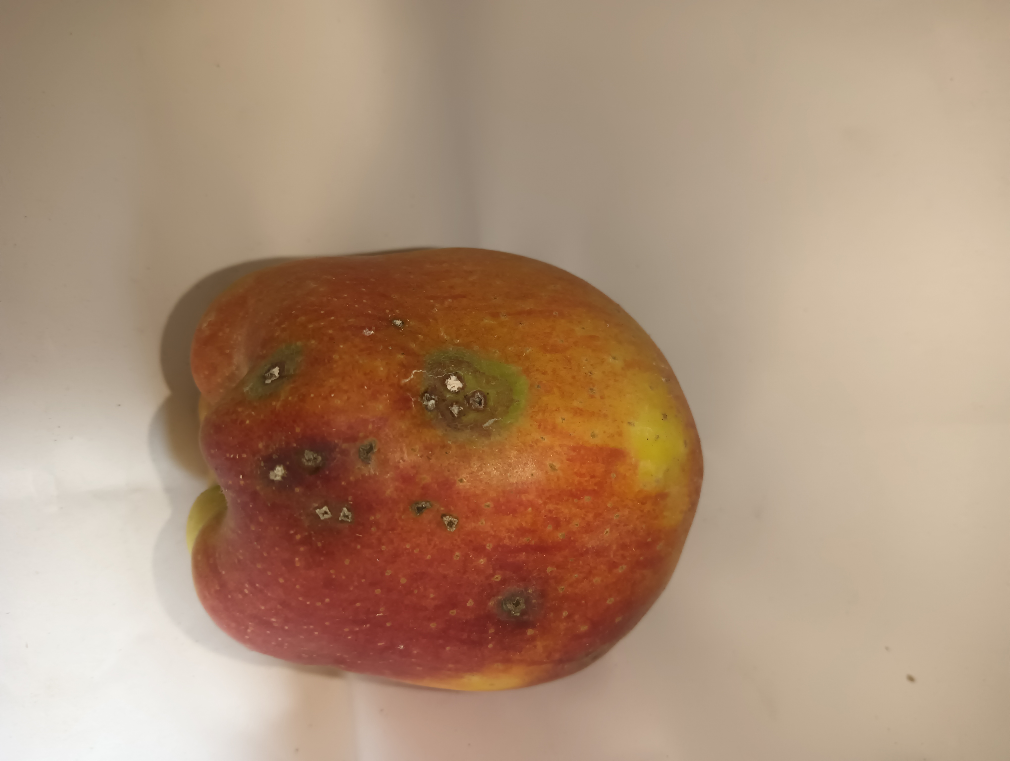 Apple_data_real Object Detection Dataset by Apple