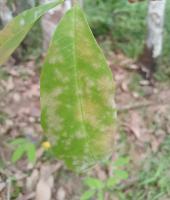 Rubber Leaf Detection project thumbnail