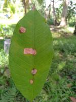 Stage 1 Rubber Leaf Detection project thumbnail