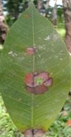 Stage 2 Rubber leaf classifier project thumbnail