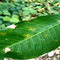 rubber leaf detection project thumbnail