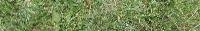 full_width_weeds project thumbnail