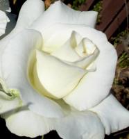 flower project thumbnail