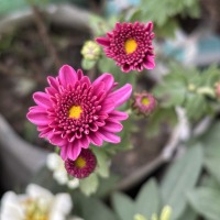 Colored Flower project thumbnail