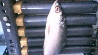 Final Project_Fish project thumbnail