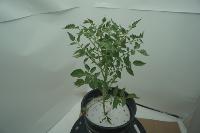 tomato stem+leaf project thumbnail