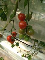 tomato_fromlaboro project thumbnail