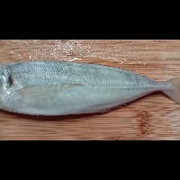 fish_test_4 project thumbnail