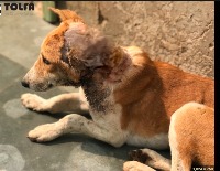 Stray Dog Rescue And Reporting Application project thumbnail