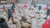 detect_chicken p8d86 project thumbnail