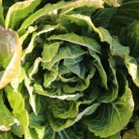 chinesecabbage_seg project thumbnail