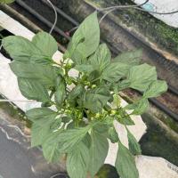 capsicum project thumbnail