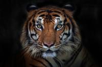 hippo tiger bird project thumbnail