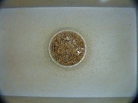 maggot segments project thumbnail