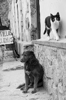 Cats and dogs project thumbnail