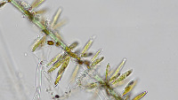 Algae project thumbnail