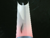fish project thumbnail