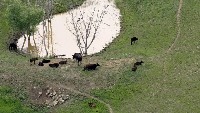 cow counting project thumbnail