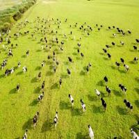 Cows- counting project thumbnail