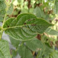 Potato Leaf Disease project thumbnail
