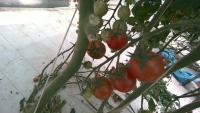 tomato_silal_farm project thumbnail